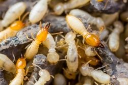 Termites – Australia’s No.1 Intruder